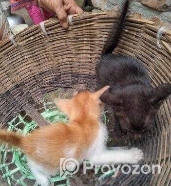 cat adoption