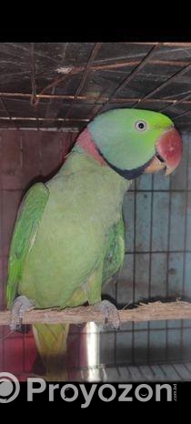 ইন্ডিয়ান রিং নেক রানিং মেল পাখি