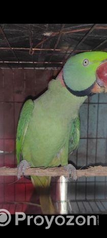 ইন্ডিয়ান রিং নেক রানিং মেল পাখি