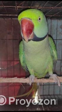 ইন্ডিয়ান রিং নেক রানিং মেল পাখি