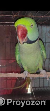 ইন্ডিয়ান রিং নেক রানিং মেল পাখি