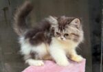 Pure Persian Female Cat