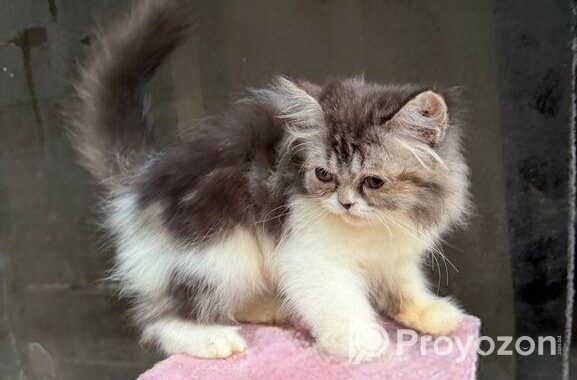 Pure Persian Female Cat