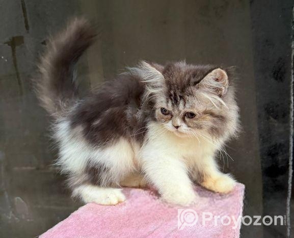 Pure Persian Female Cat
