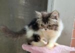 Pure Persian Female Cat