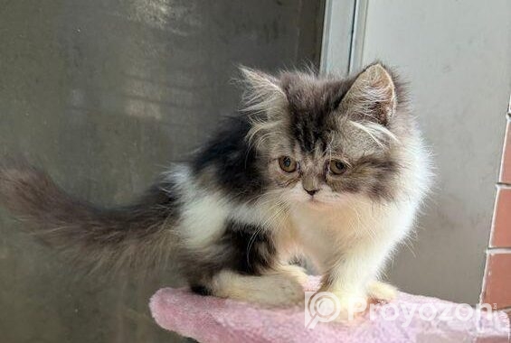Pure Persian Female Cat