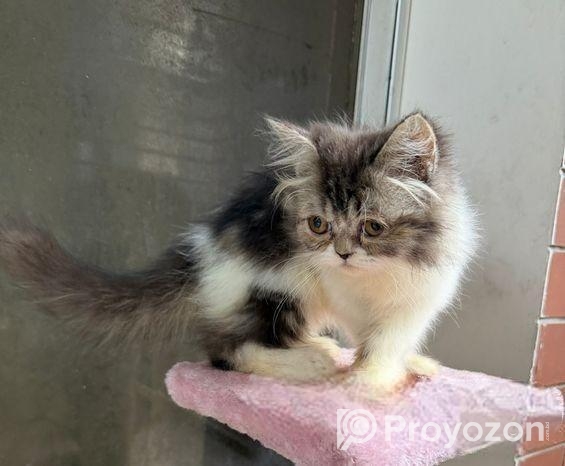 Pure Persian Female Cat