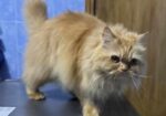 Pure Persian Female Cat