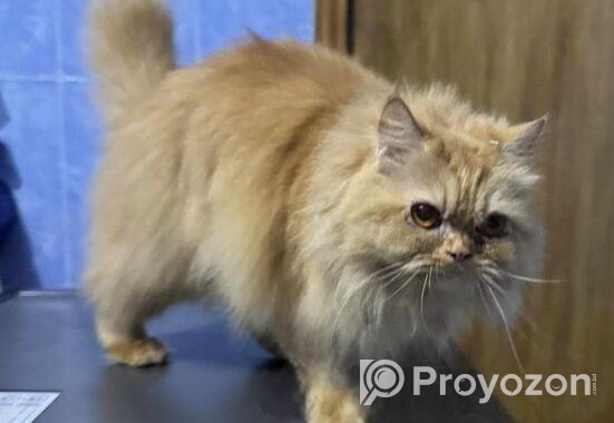 Pure Persian Female Cat