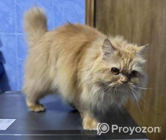 Pure Persian Female Cat