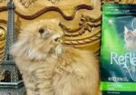 Pure Persian Female Cat