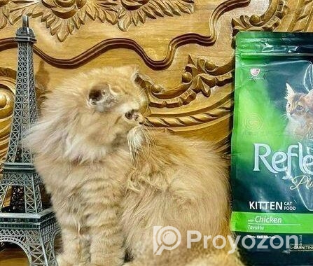 Pure Persian Female Cat