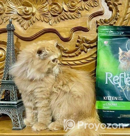 Pure Persian Female Cat