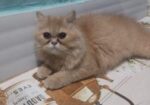Pure Persian Cat