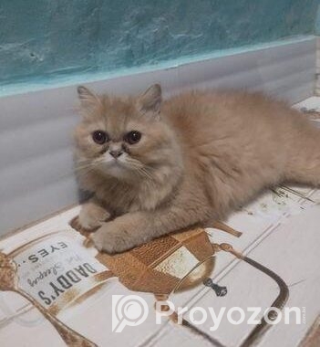 Pure Persian Cat