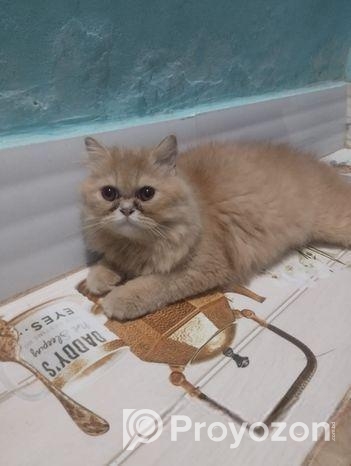 Pure Persian Cat