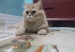 Pure Persian Cat