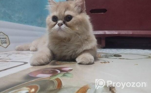Pure Persian Cat