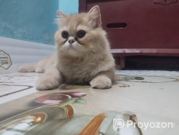 Pure Persian Cat
