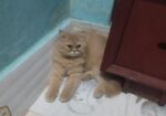 Pure Persian Cat