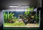 Planted aquarium