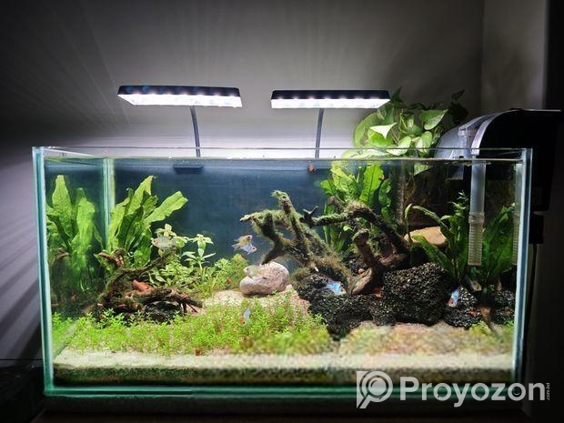 Planted aquarium