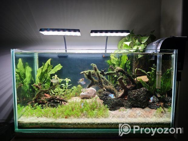 Planted aquarium