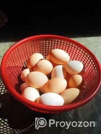 ব্রাহামা মুরগীর বীজ ডিম বিক্রি করা হবে