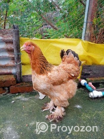 ব্রাহামা মুরগীর বীজ ডিম বিক্রি করা হবে