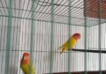Adult Love Bird Pair