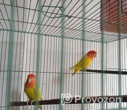 Adult Love Bird Pair