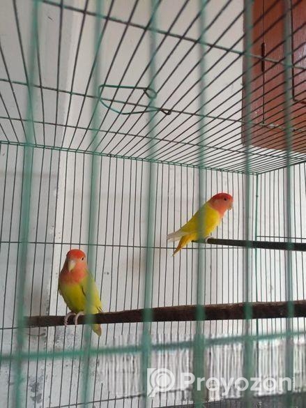 Adult Love Bird Pair
