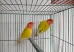 Adult Love Bird Pair