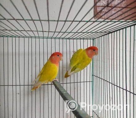 Adult Love Bird Pair
