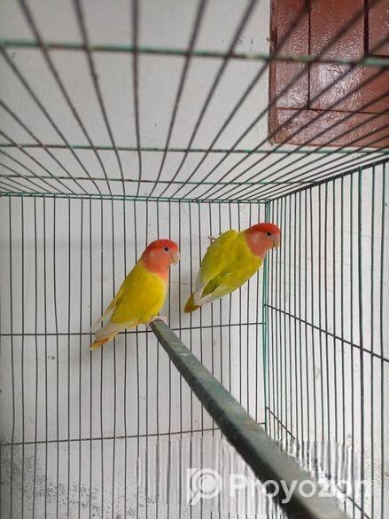 Adult Love Bird Pair