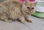 Persian kittens pair (1 male and 1 female kitten)