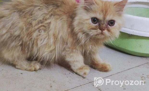 Persian kittens pair (1 male and 1 female kitten)