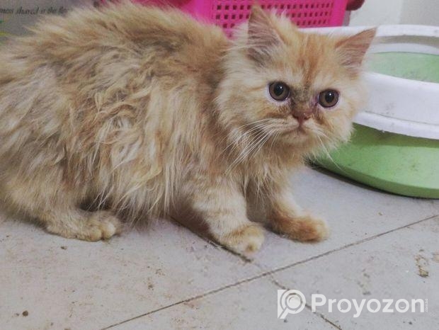 Persian kittens pair (1 male and 1 female kitten)
