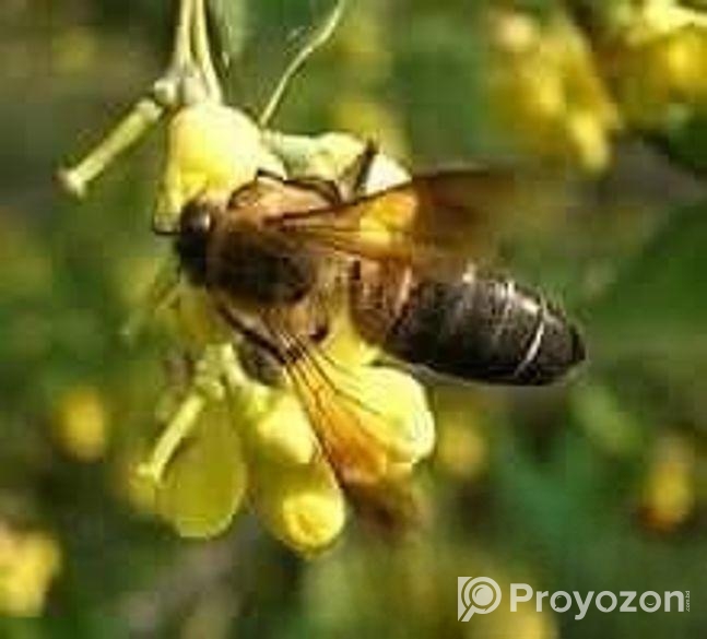 সুন্দরবনের খলিশা ফুলের মধু