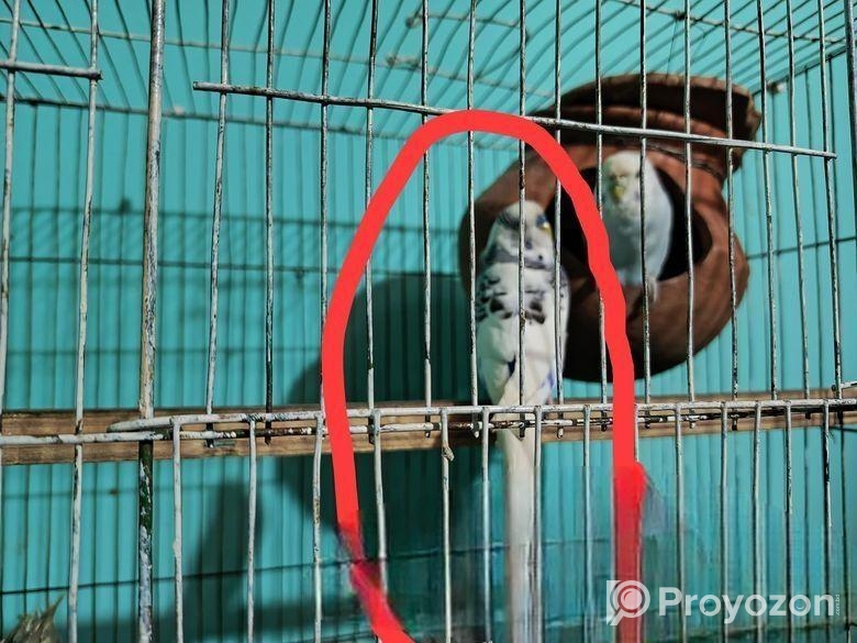 বাজরিগারে মেল