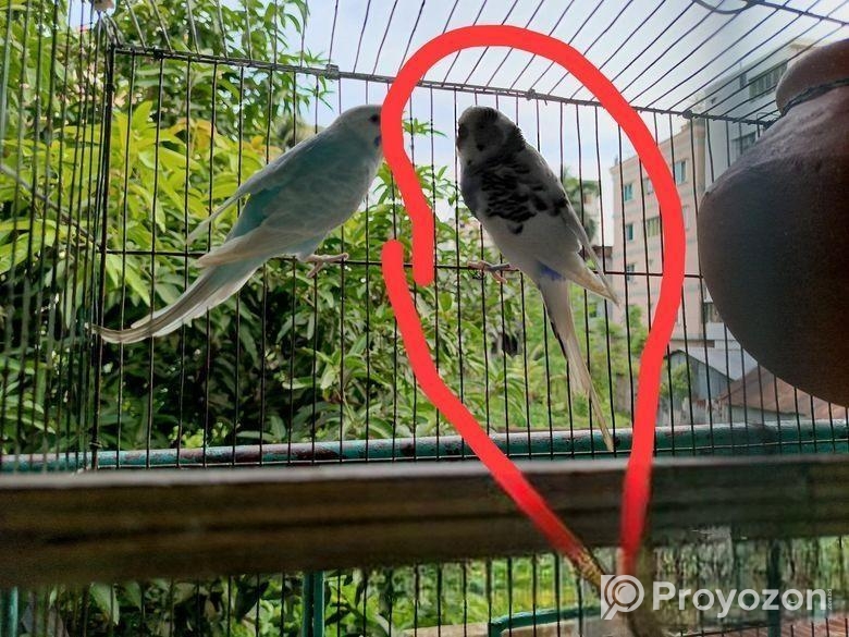 বাজরিগারে মেল