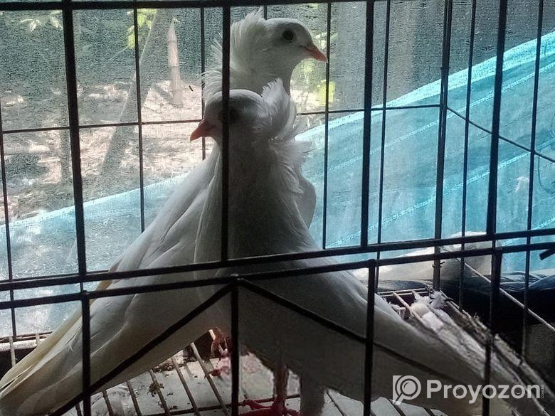 সাদা বোম্বাই কবুতর