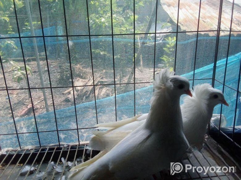 সাদা বোম্বাই কবুতর