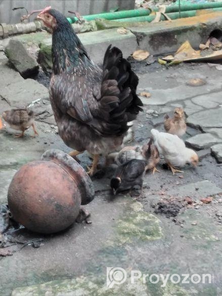 দেশি মুরগির বাচ্চা