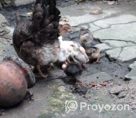 দেশি মুরগির বাচ্চা