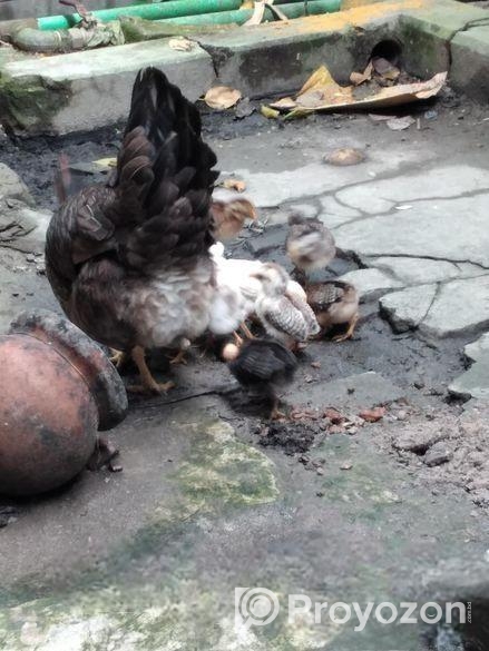 দেশি মুরগির বাচ্চা