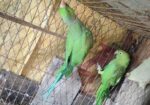 ইন্ডিয়ার রিংনেক টিয়া জোড়া
