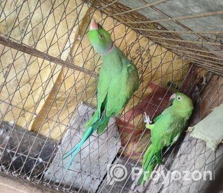 ইন্ডিয়ার রিংনেক টিয়া জোড়া