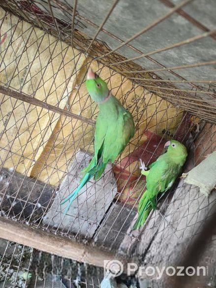 ইন্ডিয়ার রিংনেক টিয়া জোড়া