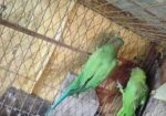ইন্ডিয়ার রিংনেক টিয়া জোড়া